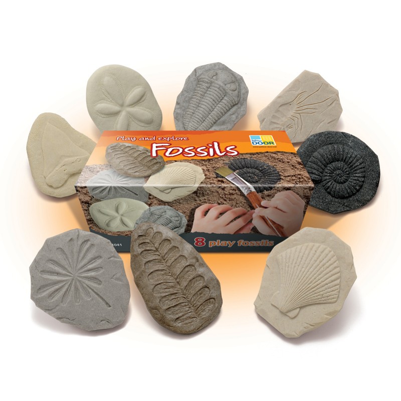 Fosiles Hechos De Piedra Y Resina Para Actividades Educativas Con