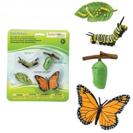 CICLO DE VIDA DE LA MARIPOSA MONARCA – SAFARI LTD.