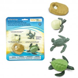 CICLO DE VIDA DE UNA TORTUGA MARINA VERDE – SAFARI LTD.