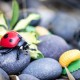 CICLO DE VIDA DE UNA MARIQUITA – SAFARI LTD.