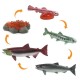 CICLO DE VIDA DE UN SALMON– SAFARI LTD.